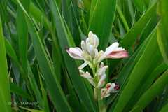 Alpinia galanga